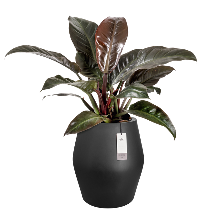 june split high 46cm zwart